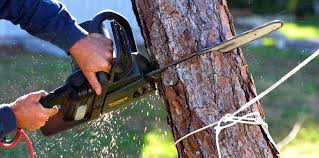 How Our Tree Care Process Works  in  Wolfforth, TX