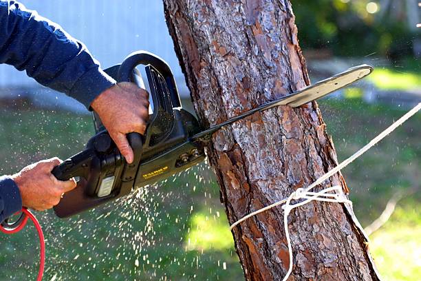 Best Stump Grinding and Removal  in Wolfforth, TX