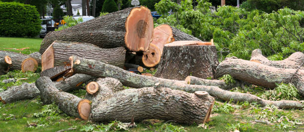 Best Tree Removal  in Wolfforth, TX